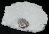 Flexicalymene Trilobite from Ohio #16439-1